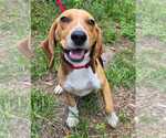 Small #1 Beagle