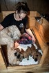 Small Photo #1 Soft Coated Wheaten Terrier Puppy For Sale in OAKLAND, MD, USA