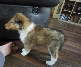 Collie Puppy for sale in ALLIANCE, OH, USA