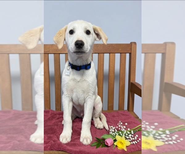 Medium Photo #2 Labrenees Puppy For Sale in Genesee, WI, USA