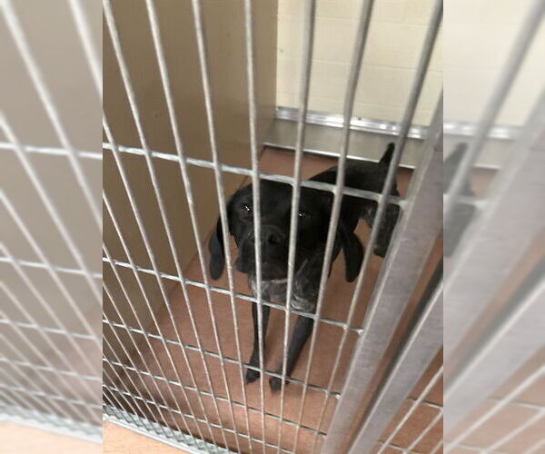 Medium Photo #1 German Shorthaired Pointer Puppy For Sale in Ogden, UT, USA