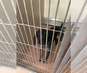 German Shorthaired Pointer Dogs for adoption in Ogden, UT, USA