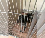 Small German Shorthaired Pointer