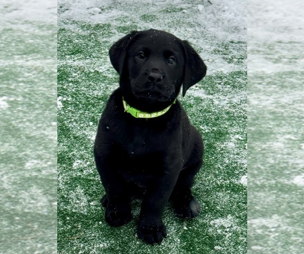 Medium Photo #2 Labrador Retriever Puppy For Sale in LISBON, CT, USA