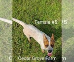 Small Photo #1 Australian Cattle Dog Puppy For Sale in WINGATE, NC, USA