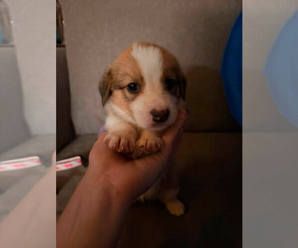 Medium Photo #2 Siberian Husky-Unknown Mix Puppy For Sale in Germantown, OH, USA