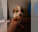 Small #1 Siberian Husky Mix