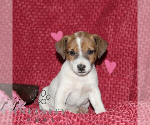 Medium Photo #4 Jack Russell Terrier Puppy For Sale in KIRKWOOD, PA, USA
