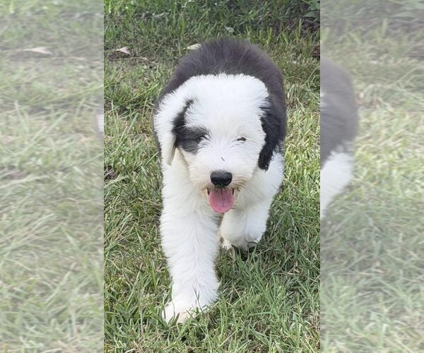 Medium Photo #8 Old English Sheepdog Puppy For Sale in WAKE FOREST, NC, USA