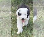 Small #7 Old English Sheepdog