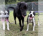Small #2 American Pit Bull Terrier Mix