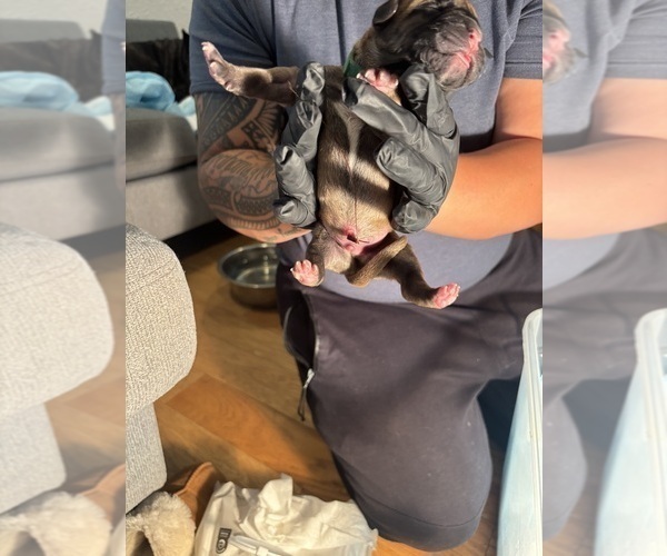 Medium Photo #11 Cane Corso Puppy For Sale in CASTRO VALLEY, CA, USA