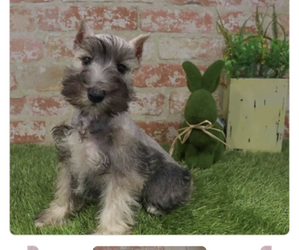 Schnauzer (Miniature) Puppy for sale in CAPE CORAL, FL, USA
