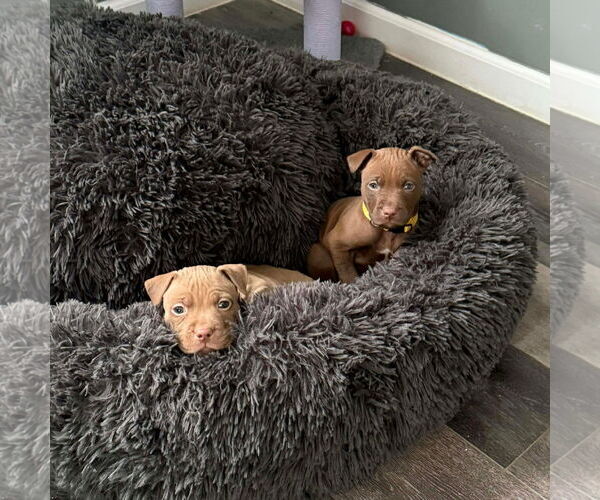 Medium Photo #4 Mutt Puppy For Sale in Rochester, NY, USA