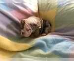 Small Photo #2 Olde English Bulldogge Puppy For Sale in ONEIDA, IL, USA