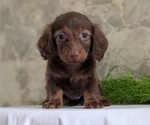 Small #7 Dachshund
