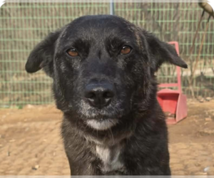 Mutt Dogs for adoption in San Ramon, CA, USA