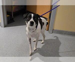 Parson Russell Terrier-Unknown Mix Dogs for adoption in Orange, CA, USA