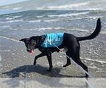 TRIP - Male Labrador Retriever-Unknown Mix Dog for Adoption - Small photo