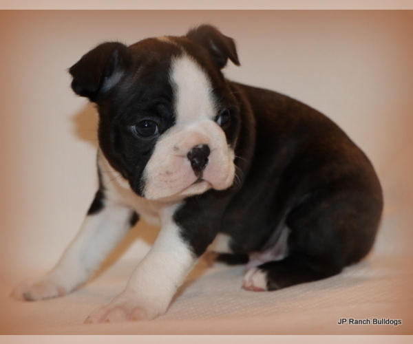 Medium Photo #25 Boston Terrier Puppy For Sale in WINNSBORO, TX, USA