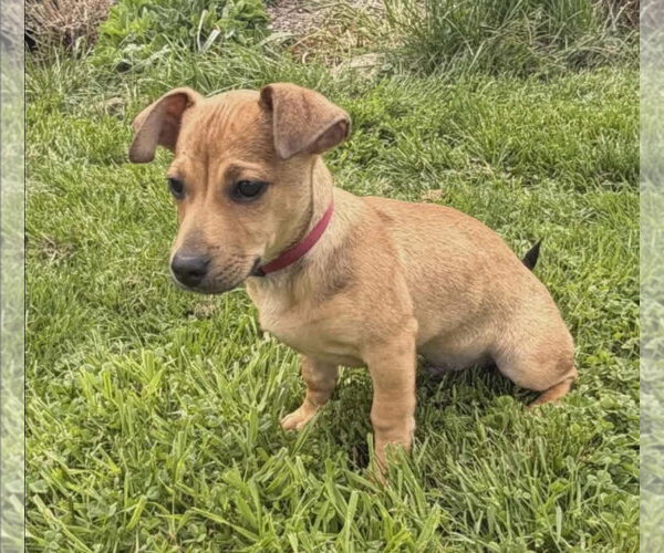 Medium Photo #3 Chihuahua-Unknown Mix Puppy For Sale in Alexander, AR, USA