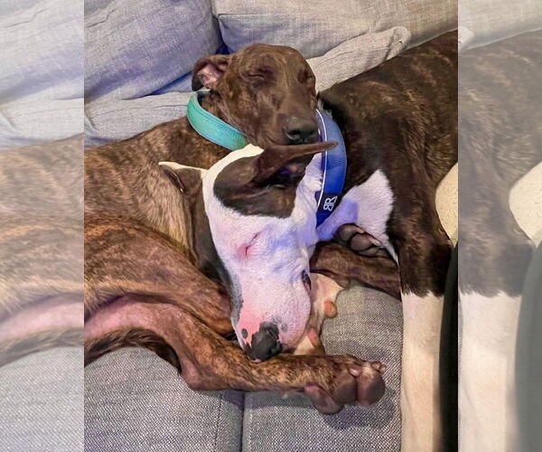 Medium Photo #3 Bull Terrier-Unknown Mix Puppy For Sale in Marina Del Rey, CA, USA