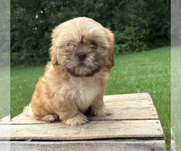 Medium Photo #1 Shih Tzu Puppy For Sale in MIDDLEBURY, IN, USA