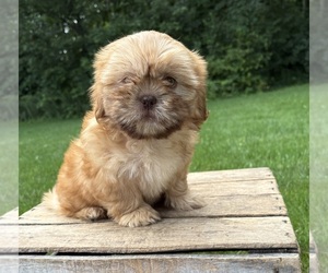 Shih Tzu Puppy for sale in MIDDLEBURY, IN, USA
