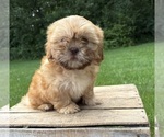 Small Shih Tzu