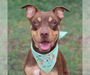Rottweiler-Unknown Mix Dogs for adoption in San Antonio, TX, USA
