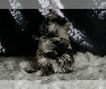 Small Photo #6 Maltipoo Puppy For Sale in WARSAW, IN, USA