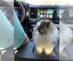 Small #2 Pomeranian