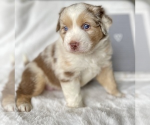 Miniature Australian Shepherd Puppy for sale in HOLLAND, MI, USA