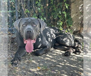 Mastiff-Unknown Mix Dogs for adoption in Riverside, CA, USA