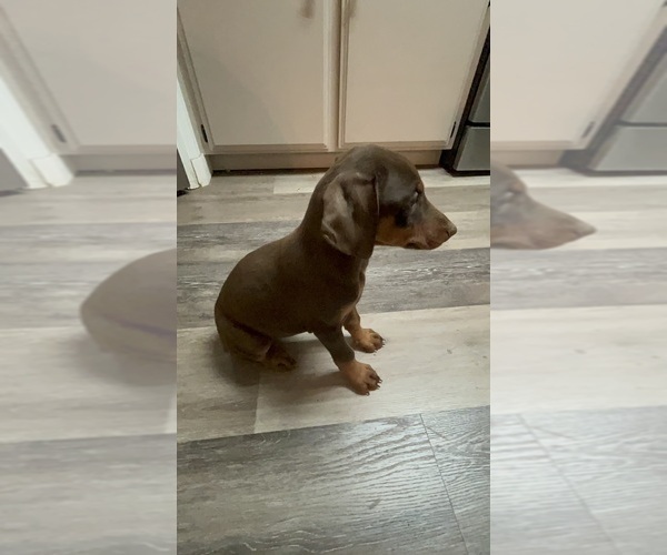 Medium Photo #8 Doberman Pinscher Puppy For Sale in HESPERIA, CA, USA