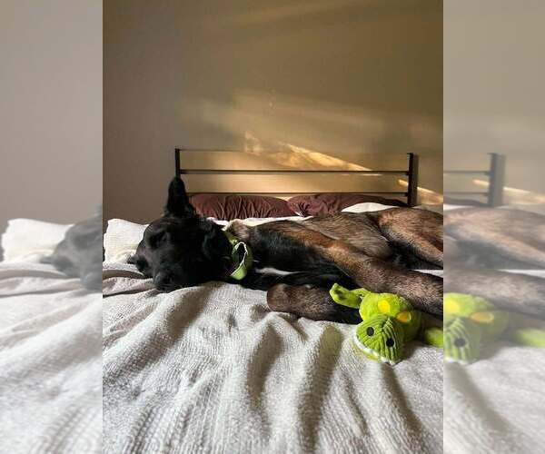 Medium Photo #6 Mutt Puppy For Sale in Imlay City, MI, USA