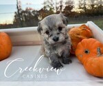 Small #6 Havanese