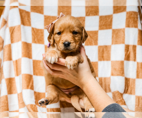Medium Photo #2 Golden Retriever Puppy For Sale in LIBERTY, KY, USA