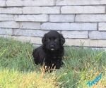 Puppy 8 Golden Retriever-Keeshond Mix