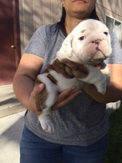 Bulldog Puppy for sale in SPARKS, NV, USA