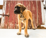 Puppy Faustine Mastiff
