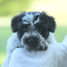 Chonzer Puppy for sale in GAP, PA, USA