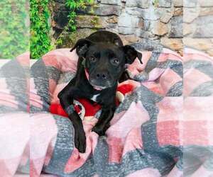 Jolene - Female Labrador Retriever-Unknown Mix Dog for Adoption - Photo #2