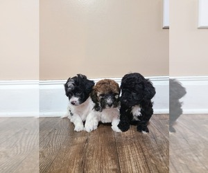 Havanese-Poodle (Toy) Mix Litter for sale in EATON, OH, USA