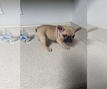Small #5 French Bulldog