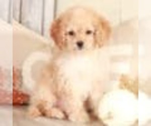 Cock-A-Poo Puppy for sale in MOUNT VERNON, OH, USA