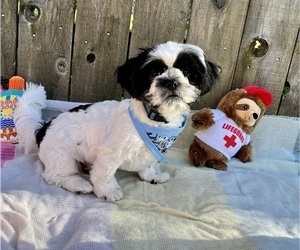 Shih Tzu Puppy for Sale in VANCOUVER, Washington USA