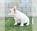 Small Photo #9 French Bulldog Puppy For Sale in MILWAUKEE, WI, USA