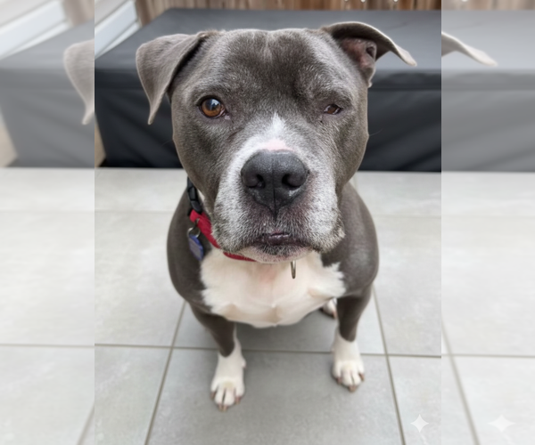 Medium Photo #7 Mutt Puppy For Sale in Spotsylvania, VA, USA