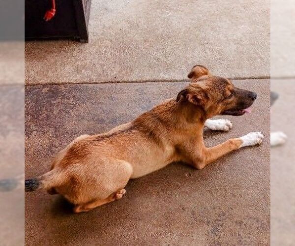 Medium Photo #3 German Shepherd Dog-Unknown Mix Puppy For Sale in columbia, SC, USA